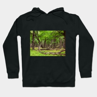 Silence in a timeless forrest Hoodie